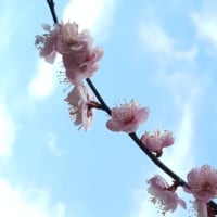 東風吹かば