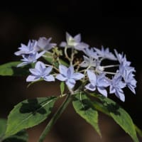 あじさいが咲き始めた六甲高山植物園にて（PartⅡ）