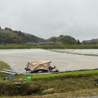 田植え