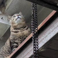 空き家猫事情とgooブログサービス終了について