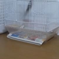 スズメの雛保護(2ヶ月目)