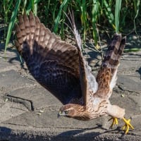 一期一会・・・鳥撮りの記　６９５　オオタカ