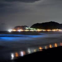 鎌倉由比ヶ浜の海岸に夜行虫が出ました。
