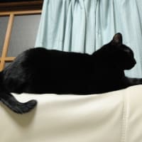 シルエット