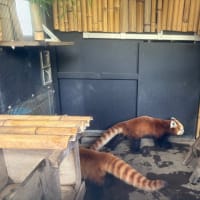 上野のパンダたち