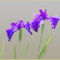 花菖蒲が咲きはじめた①