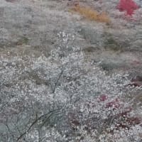桜桜🌸