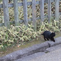 fogの夏リネン②・・・