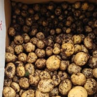 家庭菜園でジャガイモ収穫