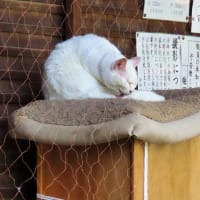 北陸新幹線で敦賀経由サンダーバードで京都　梅宮大社の猫たち