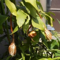 あ～月下美人の花が見てみたい②　あ～残念！