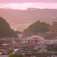 茶畑からも湯気が立つ