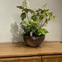 たねやの寄せ植え1