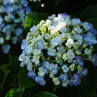 延岡ふるさと里山のチカラ再発見写真館NO 3497