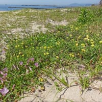 須磨海浜植物観察と清掃