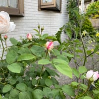 ゴールデンウィークは近場のランチで・・・