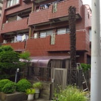 庭のシュロの木、さらに短くする。