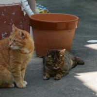 悲しいお知らせです。7月15日月曜日夜るうが天国へ旅立ちました。