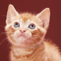 やらないといけない事とか