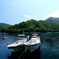 昼食は郷土料理をいただきました-三重県紀北町：「杉寿司」