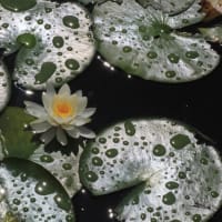 今日の1句