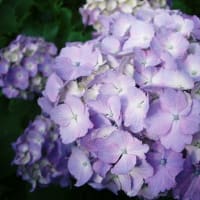 梅雨と紫の花