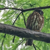 いつもの公園