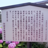 大仏と紫陽花