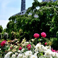 バラ　４（山下公園）