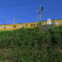 山陽本線115系3000番台　夏草が生い茂る頃　2025-06-27