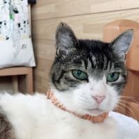 99以上 可愛い コンビ 名 可愛い コンビ 名 一覧 Joshimagesqjh
