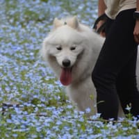 しゅうへい 昭和記念公園デビュー～＾＾
