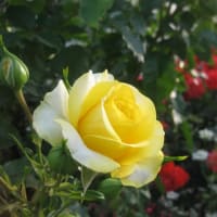 散歩道の薔薇花壇（Flowerbed with roses in a walkway）