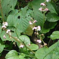夏の花を見に北信州