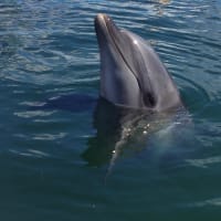 四国へ　本来の目的は飼育場見学