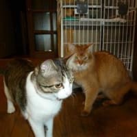 久し振りの我が家の猫