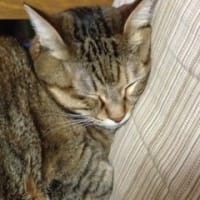 オリンピック見ながらの…