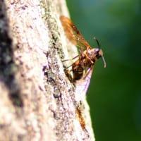 やつぱり !!　死んでいたタイワンヒラアシキバチ