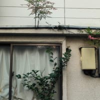 屋根に生えるナンテン