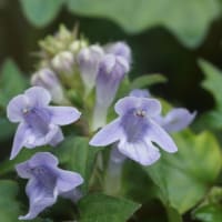 【最新入荷】 金剛山四季の花 自然科学と技術