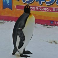 何ペンギンの足？　２
