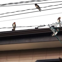 無事に巣立ったツバメ4兄弟