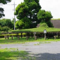 栃木県真岡市、亀山１丁目「太子の笠松」（県指定・とちぎの名木）です！！