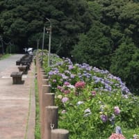 形原温泉あじさいの里-3