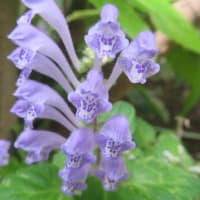 花開く季節②　4月後半（自宅）