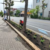 2025年5月11日本町小学校前　花植え