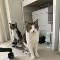本日の猫たち#235