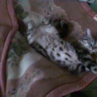 チビ４日目