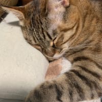 パパを夢見て