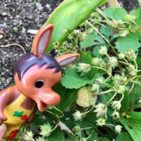 ロバくんと青いイチゴ
